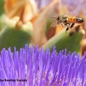 Honey bee packing white pollen. (Photo by Kathy Keatley Garvey)