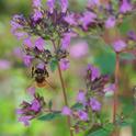Oregano is a favorite of honey bees. (Photo by Kathy Keatley Garvey)