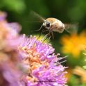 Bee fly, a bombyliid, hovers like a helicopter. Note the long tongue. (Photo by Kathy Keatley Garvey) 2800 copy