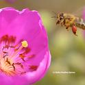Honey bee packing red pollen from a rock purslane. (Photo by Kathy Keatley Garvey)