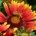 Honey bee is covered with pollen from a blanket flower, Gaillardia. (Photo by Kathy Keatley Garvey)