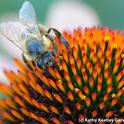 A blue honey bee on a coneflower. (Photo by Kathy Keatley Garvey)