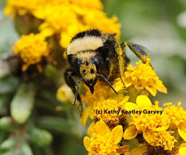 Close-up of bumble bee,  vosnesenski. (Photo by Kathy Keatley Garvey)