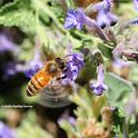 A honey bee can beat its wings 230 times every second. (Photo by Kathy Keatley Garvey)