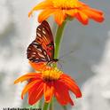 Gulf fritillary butterfly. Agraulis vanillae, lands on Mexican sunflower, Tithonia. (Photo by Kathy Keatley Garvey)