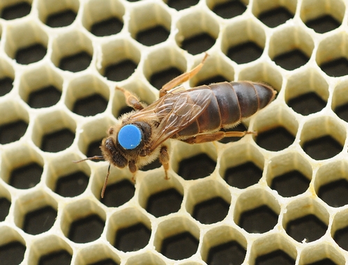 CLOSE-UP of a queen bee shows the dot on her thorax which makes it easier for beekeepers to distinguish the queen from the worker bees and drones. Sometimes worker bees, in grooming the queen, remove the marker.  (Photo by Kathy Keatley Garvey)