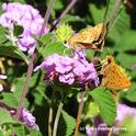 Courtship in the lantana: the female is on the left, and the male on the right. (Photo by Kathy Keatley Garvey)
