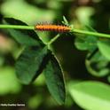 A Gulf Fritillary caterpillar ready to eat the leaves of a passionflower vine. (Photo by Kathy Keatley Garvey)