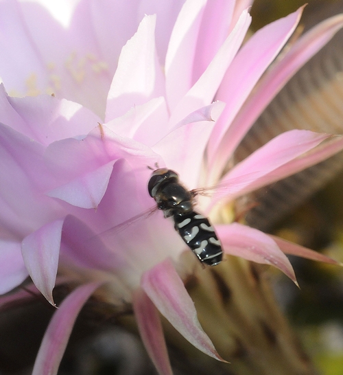 FLYING IN--A syrphid or flower fly heads for a newly opened cactus blossom. (Photo by Kathy Keatley Garvey)