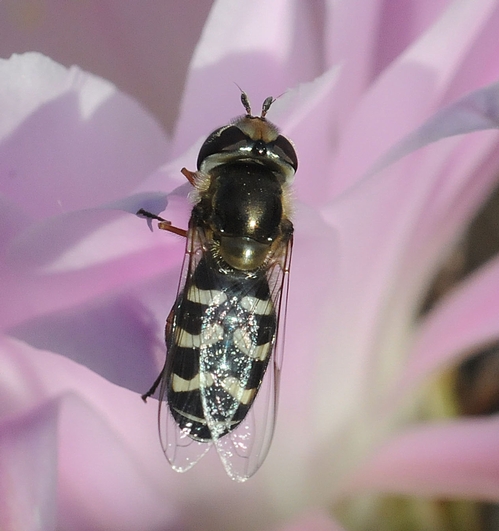 SYRPHID FLY has a specialized bristle or arista on the end of each antenna. It looks like a knob. In comparison, the honey bee has long antennae bent at a right angle. (Photo by Kathy Keatley Garvey)