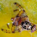 Mediterranean Fruit Fly. (Photo by Jack Kelly Clark)