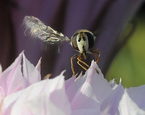 MOUTHPARTS of a syrphid or flower fly, frozen in time and space. (Photo by Kathy Keatley Garvey)