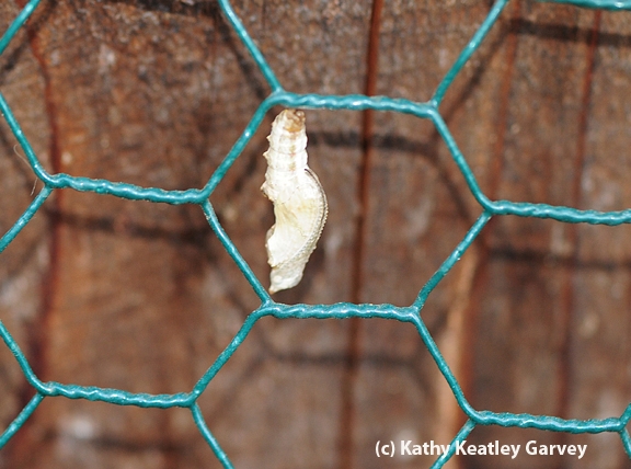 A chrysalis: soon a butterfly will emerge. (Photo by Kathy Keatley Garvey)