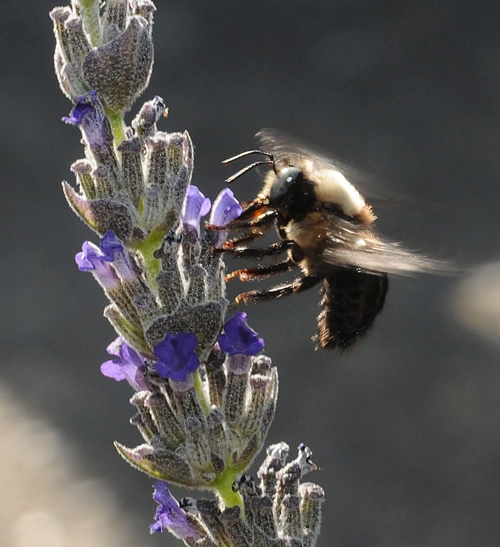 FEET FIRST--A male carpenter bee glides in for a landing on lavender. (Photo by Kathy Keatley Garvey)