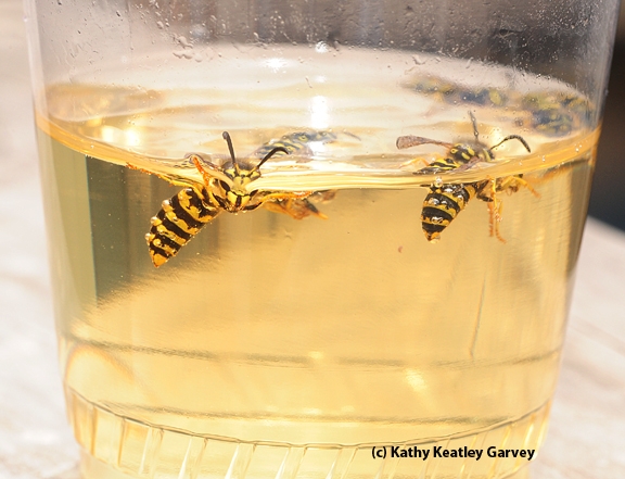 Close-up of yellow jackets. They soon climbed out and flew away. (Photo by Kathy Keatley Garvey)