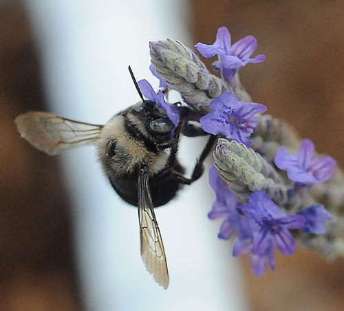 MALE CARPENTER BEE nectars lavender. (Photo by Kathy Keatley Garvey)