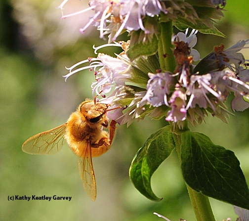 Italian honey bee sipping nectar. (Photo by Kathy Keatley Garvey)