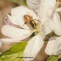 Honey bee on an apple blossom. (Photo by Kathy Keatley Garvey)