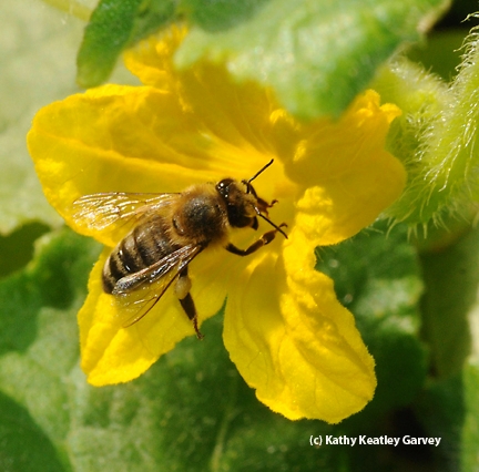 Honey bee on a cucumber blossom. (Photo by Kathy Keatley Garvey)