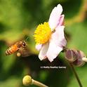 Honey bee in flight, heading toward a Japanese anemone and unaware of the spider. (Photo by Kathy Keatley Garvey)