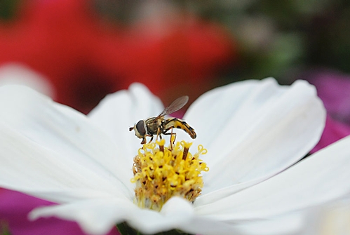 SYRPHID, aka flower fly or hover fly, lands on a cosmos. (Photo by Kathy Keatley Garvey)