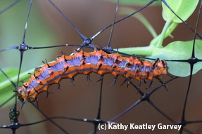Gulf Fritillary caterpillar. (Photo by Kathy Keatley Garvey)