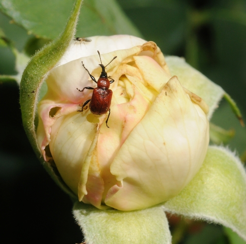 ROSE CURCULIO lays its eggs inside a yellow rose bud. Note the holes in the rose bud.  (Photo by Kathy Keatley Garevy)