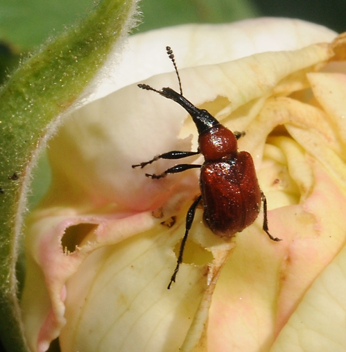 CLOSE-UP of a rose curculio or rose weevil shows its brick red thorax and elytra (that's the modified, hardened forewings that protect the hindwings underneath)  and long black snout. This insect is a pest of roses, particularly yellow and white roses that grow wild or untended. (Photo by Kathy Keatley Garvey)