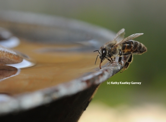 A Carniolan honey bee sipping water from a fountain. (Photo by Kathy Keatley Garvey)