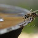 A Carniolan honey bee sipping water from a fountain. (Photo by Kathy Keatley Garvey)