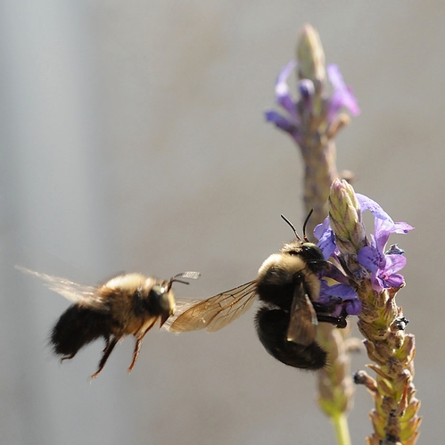 WHILE one male carpenter bee (Xylocopa tabaniformis) nectars on sage, another male attempts to scare him away. Male carpenter bees are very territorial. (Photo by Kathy Keatley Garvey)