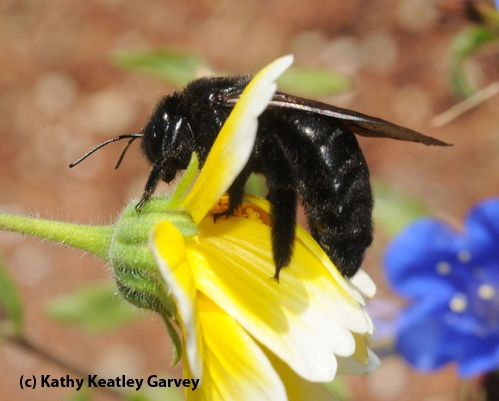 CARPENTER BEE visits Tidy Tips (Layia platyglossa) on the UC Davis campus. The insect is so heavy it pulled down the flower stem. The blue flower at right is Desert Blue Bells (Phacelia campanularia).(Photo by Kathy Keatley Garvey)