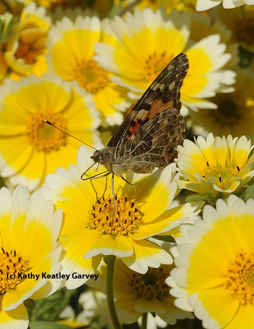 PAINTED LADY BUTTERFLY (Vanessa cardui) visits Tidy Tips (Layia platyglossa) on the UC Davis campus. (Photo by Kathy Keatley Garvey)