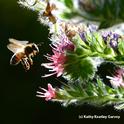 Backlit honey bee heading toward tower of jewels in the early morning. (Photo by Kathy Keatley Garvey)