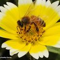 Honey bee foraging on a tidy tips wildflower, Layia platyglossa. (Photo by Kathy Keatley Garvey)