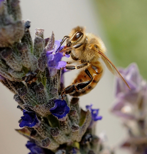 HONEY BEE nectaring on lavender. (Photo by Kathy Keatley Garvey)