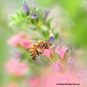 Honey bee on a tower of jewels, Echium wildpretii. (Photo by Kathy Keatley Garvey)
