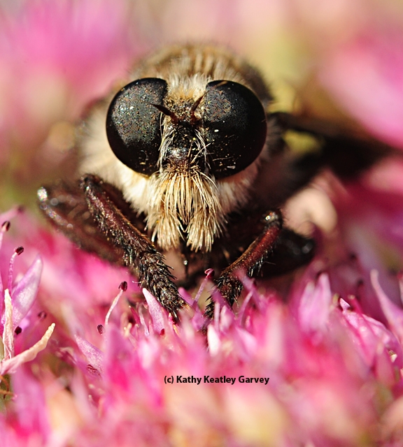 Close-up shot of a robber fly's eyes. (Photo by Kathy Keatley Garvey)