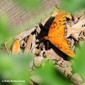 An adult Gulf Fritillary butterfly. (Photo by Kathy Keatley Garvey)