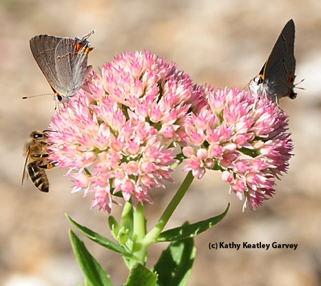 Two gray hairstreaks and a honey bee sharing a sedum. (Photo by Kathy Keatley Garvey)