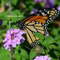A Monarch butterfly nectaring on lantana. (Photo by Kathy Keatley Garvey)