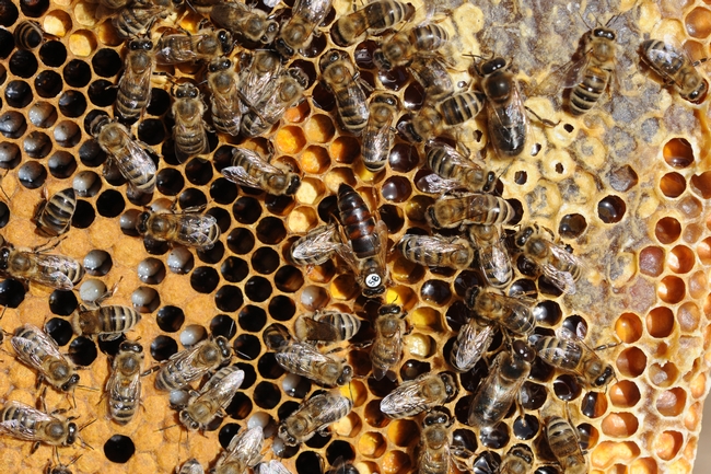 Inside the hive. (Photo by Kathy Keatley Garvey)
