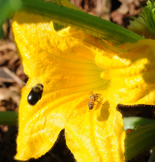 A CARPENTER BEE and a honey bee head for the same squash blossom. (Photo by Kathy Keatley Garvey)