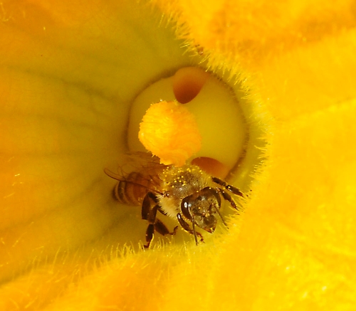 COVERED IN POLLEN, a honey bee emerges from the squash blossom, victorious. (Photo by Kathy Keatley Garvey)