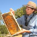 Bee breeder-geneticist Susan Cobey at the Harry H. Laidlaw Jr. Honey Bee Research Facility, UC Davis. (Photo by Kathy Keatley Garvey)
