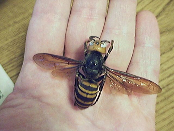 This is the world's largest hornet, Vespa mandarinia. (Photo by Terry Prouty, courtesy of Wikpedia. http://en.wikipedia.org/wiki/User:Hornetboy1970)