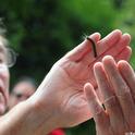 Steve Daubert checks out the caterpillar of a moth, an Arctiid. (Photo by Kathy Keatley Garvey)