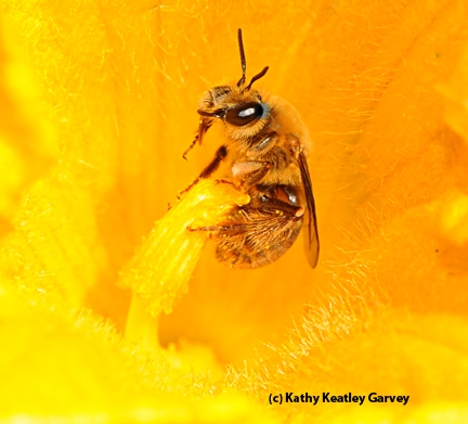 Squash bee, Peponapis pruinosa. (Photo by Kathy Keatley Garvey)