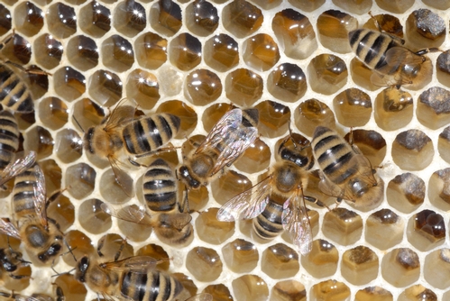 WORKER BEES keep the hive humming. (Photo by Kathy Keatley Garvey)