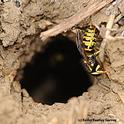 A yellowjacket entering its nest at an apiary. (Photo by Kathy Keatley Garvey)